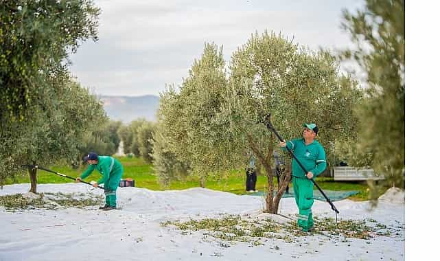 Milas Belediyesi Zeytin Hasadına Başladı 1 milas belediyesi zeytin hasadina basladi