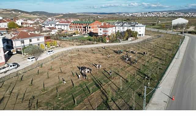 572 Fidanlı Koruluk Akhisar’a Nefes Olacak 1 572 fidanli koruluk akhisara nefes olacak