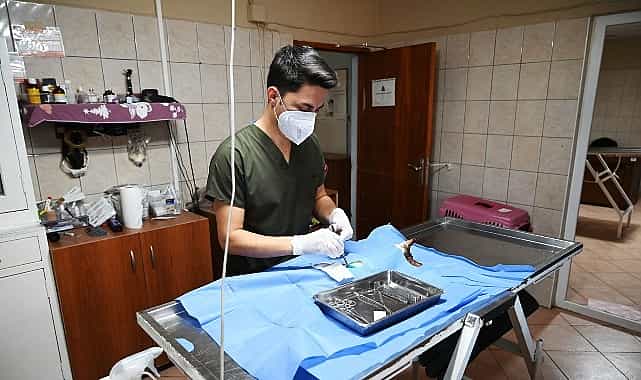 Kemer’de 227 sokak hayvanı kısırlaştırıldı 1 kemerde 227 sokak hayvani kisirlastirildi