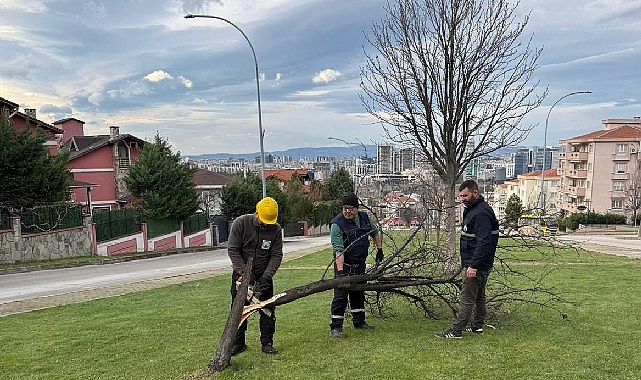 Şiddetli Lodosun Devirdiği Ağaçlara Osmangazi Belediyesi’nden Anında Müdahale 1 siddetli lodosun devirdigi agaclara osmangazi belediyesinden aninda mudahale